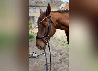 Caballo de deporte alemán, Yegua, 15 años, 165 cm, Alazán