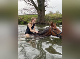 Caballo de deporte alemán, Yegua, 15 años, 165 cm, Alazán