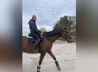 Caballo de deporte alemán, Yegua, 15 años, 165 cm, Alazán