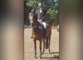 Caballo de deporte alemán, Yegua, 15 años, 165 cm, Castaño