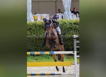 Caballo de deporte alemán, Yegua, 15 años, 165 cm, Castaño