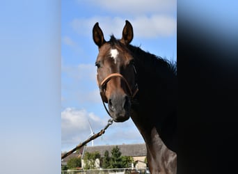 Caballo de deporte alemán, Yegua, 15 años, 168 cm, Castaño oscuro