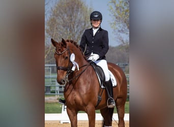 Caballo de deporte alemán, Yegua, 15 años, 170 cm, Alazán