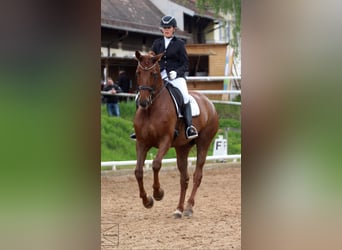Caballo de deporte alemán, Yegua, 15 años, 170 cm, Alazán