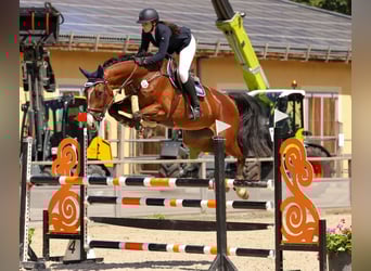 Caballo de deporte alemán, Yegua, 15 años, 170 cm, Castaño