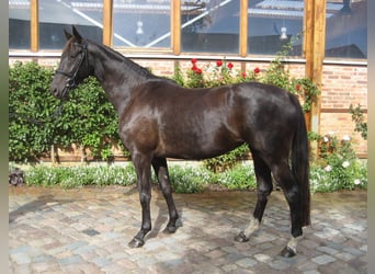 Caballo de deporte alemán, Yegua, 15 años, 170 cm, Negro