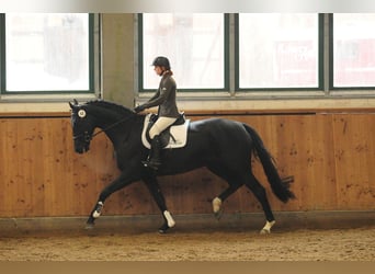 Caballo de deporte alemán, Yegua, 15 años, 170 cm, Negro