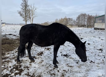 Caballo de deporte alemán, Yegua, 15 años, 172 cm, Negro