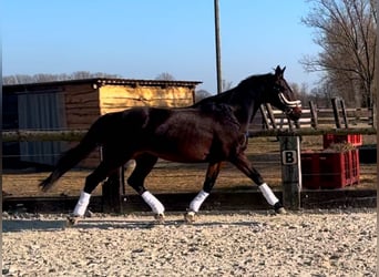 Caballo de deporte alemán, Yegua, 16 años, 164 cm, Castaño oscuro
