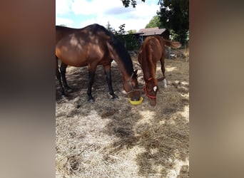 Caballo de deporte alemán, Yegua, 16 años, 167 cm, Castaño