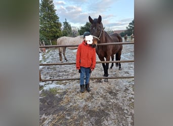 Caballo de deporte alemán, Yegua, 16 años, 167 cm, Castaño