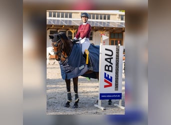 Caballo de deporte alemán, Yegua, 16 años, 167 cm, Castaño