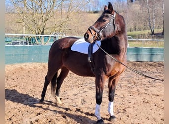 Caballo de deporte alemán, Yegua, 16 años, 168 cm, Castaño