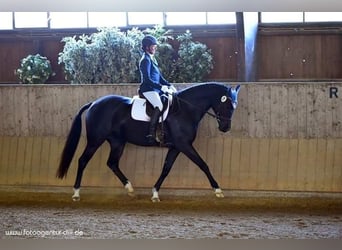 Caballo de deporte alemán, Yegua, 16 años, 168 cm, Castaño oscuro