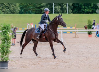 Caballo de deporte alemán, Yegua, 16 años, 168 cm, Castaño oscuro