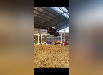 Caballo de deporte alemán, Yegua, 16 años, 171 cm, Castaño