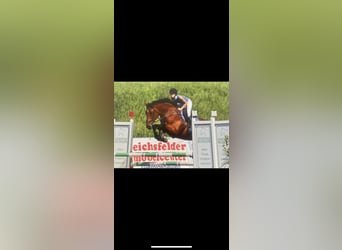 Caballo de deporte alemán, Yegua, 16 años, 171 cm, Castaño