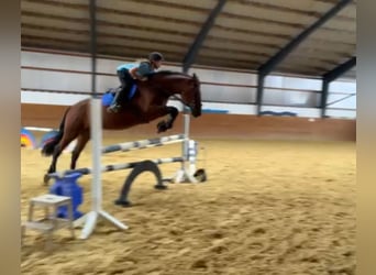 Caballo de deporte alemán, Yegua, 16 años, 171 cm, Castaño