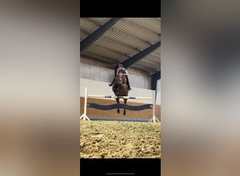Caballo de deporte alemán, Yegua, 16 años, 171 cm, Castaño