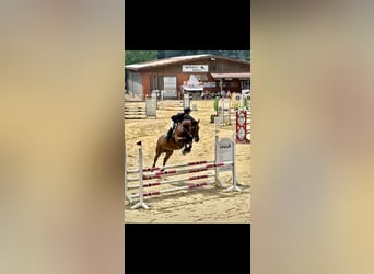 Caballo de deporte alemán, Yegua, 16 años, 171 cm, Castaño