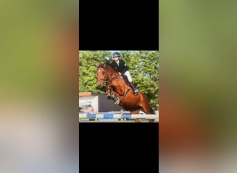Caballo de deporte alemán, Yegua, 16 años, 171 cm, Castaño