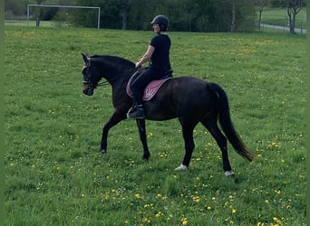 Caballo de deporte alemán, Yegua, 17 años, 162 cm, Castaño