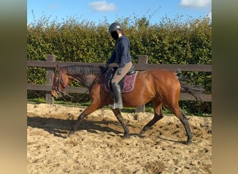 Caballo de deporte alemán, Yegua, 17 años, 167 cm, Castaño