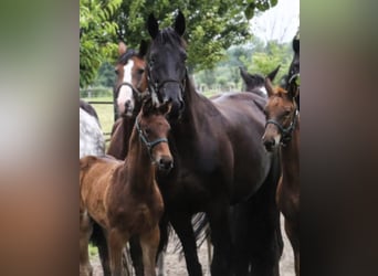 Caballo de deporte alemán, Yegua, 17 años, 170 cm, Castaño oscuro