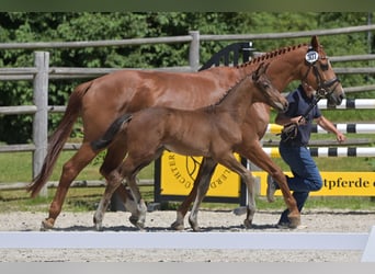 Caballo de deporte alemán, Yegua, 18 años, 165 cm, Alazán