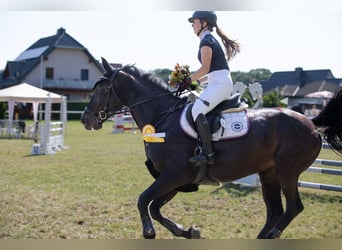 Caballo de deporte alemán, Yegua, 18 años, 167 cm, Morcillo