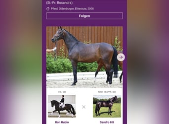 Caballo de deporte alemán, Yegua, 18 años, 168 cm, Castaño oscuro
