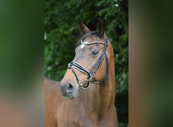 Caballo de deporte alemán, Yegua, 18 años, 169 cm, Castaño