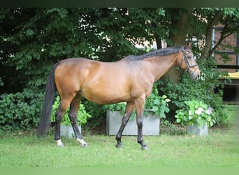 Caballo de deporte alemán, Yegua, 18 años, 169 cm, Castaño