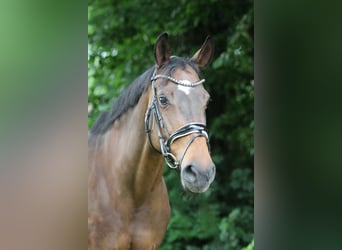 Caballo de deporte alemán, Yegua, 18 años, 169 cm, Castaño