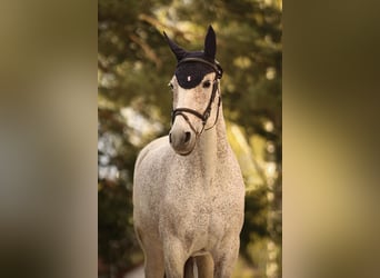 Caballo de deporte alemán, Yegua, 19 años, 165 cm, Tordo