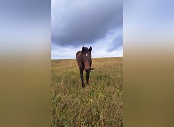 Caballo de deporte alemán, Yegua, 19 años, 172 cm, Castaño