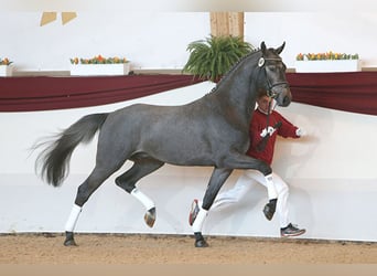 Caballo de deporte alemán, Yegua, 1 año, 150 cm, Red Dun/Cervuno