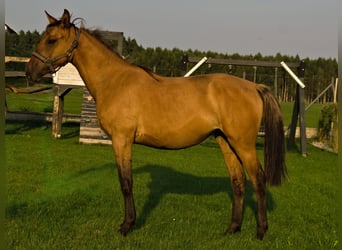 Caballo de deporte alemán, Yegua, 1 año, 150 cm, Red Dun/Cervuno