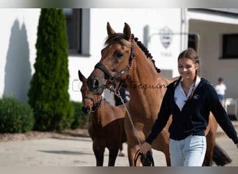 Caballo de deporte alemán, Yegua, 1 año, 150 cm, Red Dun/Cervuno