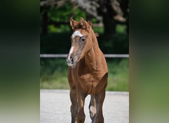 Caballo de deporte alemán, Yegua, 1 año, 165 cm, Alazán