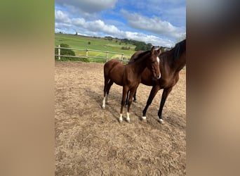 Caballo de deporte alemán, Yegua, 1 año, 165 cm, Castaño