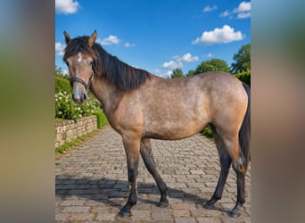 Caballo de deporte alemán, Yegua, 1 año, 167 cm, Musgo
