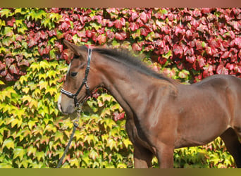 Caballo de deporte alemán, Yegua, 1 año, 169 cm, Castaño oscuro