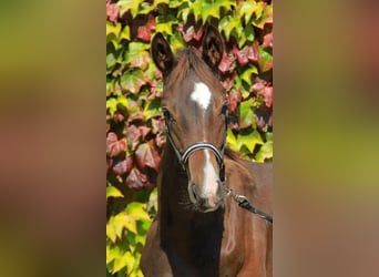 Caballo de deporte alemán, Yegua, 1 año, 169 cm, Castaño oscuro