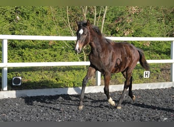 Caballo de deporte alemán, Yegua, 1 año, 169 cm, Castaño oscuro