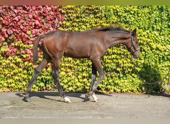 Caballo de deporte alemán, Yegua, 1 año, 169 cm, Castaño oscuro