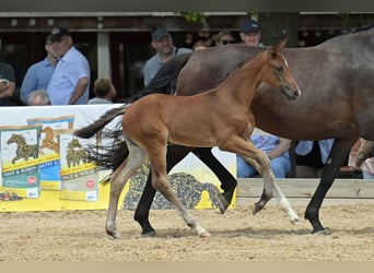 Caballo de deporte alemán, Yegua, 1 año, 169 cm, Castaño oscuro