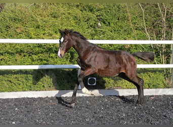 Caballo de deporte alemán, Yegua, 1 año, 169 cm, Castaño oscuro