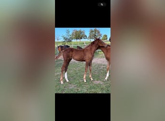 Caballo de deporte alemán, Yegua, 1 año, 170 cm, Alazán