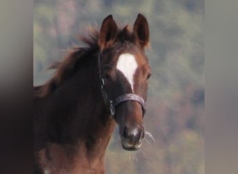 Caballo de deporte alemán, Yegua, 1 año, 170 cm, Alazán-tostado